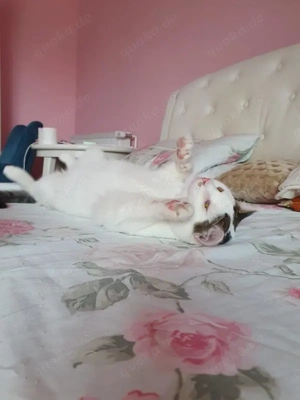 wunderbarer Kater Dodo sucht ein Zuhause Bild 10