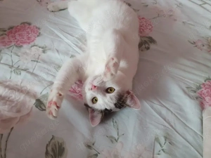 wunderbarer Kater Dodo sucht ein Zuhause Bild 4