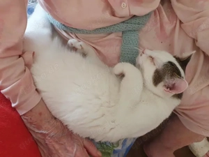 wunderbarer Kater Dodo sucht ein Zuhause Bild 9