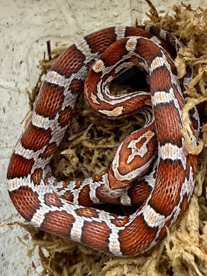 1,1 Kornnatter Miami NZ 2025