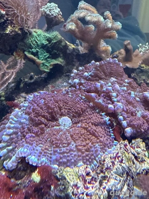 Scheibenanemone Meerwasser Koralle 