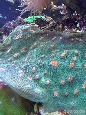 Chalice grün Ableger Meerwasser Koralle 