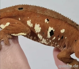 Kronengeckos C.ciliatus 