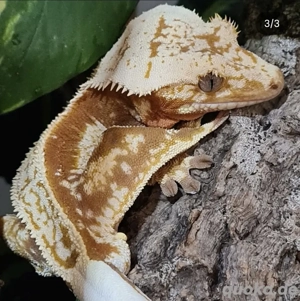 Zuchtaufgabe: Terrarien, Zubehör, Kronengecko Hobbyaufgabe C. ciliatus