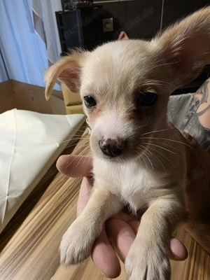 Biewer-Yorkie Chihuahua Mix Welpen