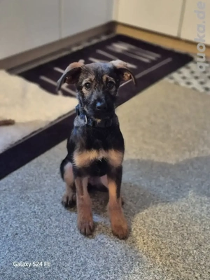 ALMA - Familienhund mit Herz