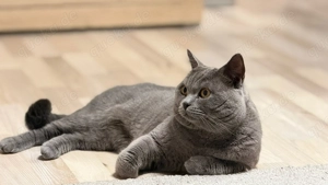 BKH Deckkater ( Blue )