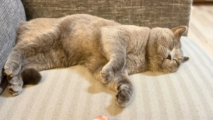 BKH Deckkater ( Blue ) Bild 7