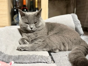 BKH Deckkater ( Blue ) Bild 8