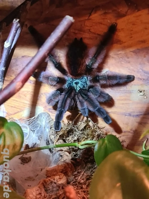 Caribana Versicolor 