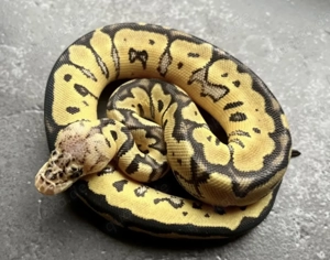 Königspython 0,1 Pastel Clown poss. Leopard NZ 24