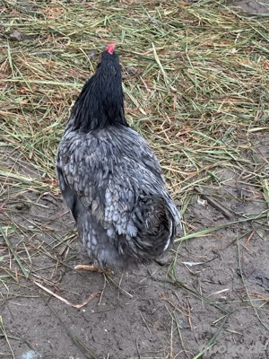 hühner zu verkaufen rassen hühner 