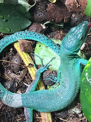 Gastropholis prasina   grüne baumeidechse