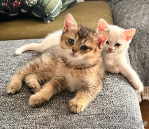 süße BKH-Kätzchen Bild 2