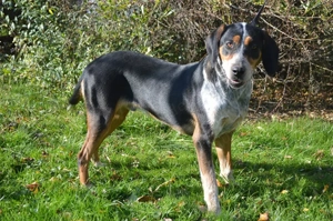 LUIS, Jagdhund Mischling (kastriert) SGB 590,00    Bild 3