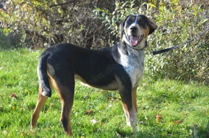 LUIS, Jagdhund Mischling (kastriert) SGB 590,00   