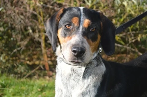 LUIS, Jagdhund Mischling (kastriert) SGB 590,00    Bild 2