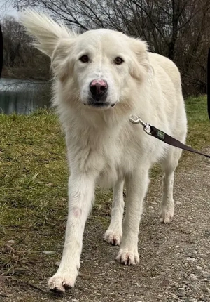Snow der liebe Schmuser sucht sein Körbchen   in 82284