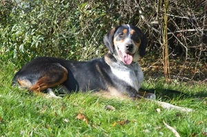 LUIS, Jagdhund Mischling (kastriert) SGB 590,00    Bild 4