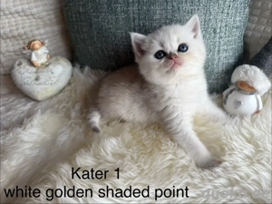 BKH Kitten 2 Kater nur noch frei "point" 