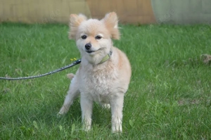 JOLLY, Kleinspitz (kastriert) SGB 625,00   