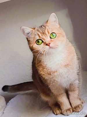 Eine echte deutsche Katze BKH Ksena.
