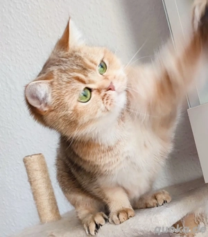 BKH goldene Katze Ksena sucht liebevolle Zuhause