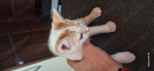 En süßer Kater zu verschenken 