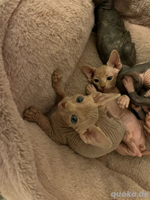 Canadian Sohynx Royal