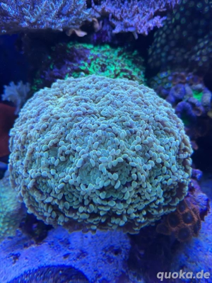 Meerwasser-Euphilia golden nugget