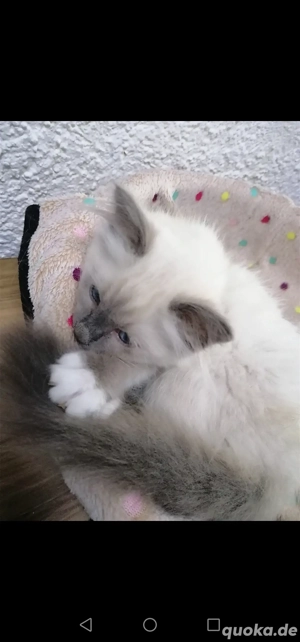 Birma Mädchen sofort zum mitnehmen 