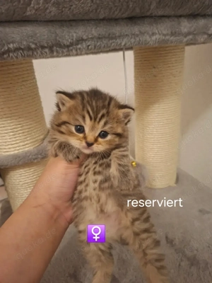 Bkh kitten zum verkaufen 