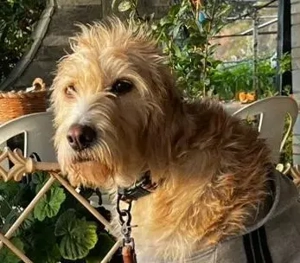 Anni ein fröhliches Wuchselköpfchen 