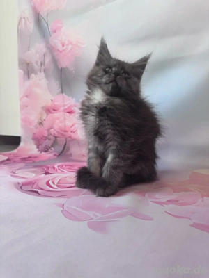 Maine Coon Reinrassig mit Stammbaum