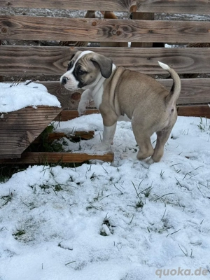 Die kleine Bonnie sucht ihre Familie