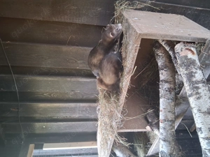 Frettchen paar zu verkaufen