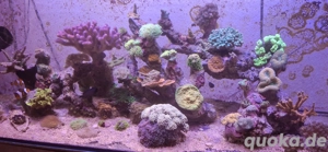 Meerwasser Korallenableger