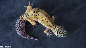 Tangerine het. Blizzard Leopardgecko Männchen Weibchen