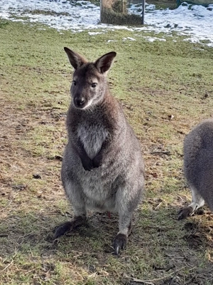 Bennett Wallaby Känguru Bock