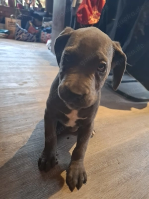 Cane Corso Welpen reinrassig 