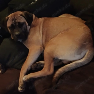 Cane Corso Welpen reinrassig 