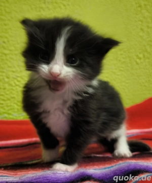 Maine Coon Kitten ab Ende Januar 