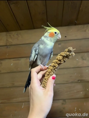 Handzahme Nymphensittiche   Paar für 150  