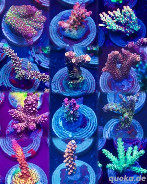 Meerwasser Korallen Ableger Sps Lps Acropora Frags 