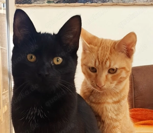 Unsere zwei super verschmusten Katerchen Nero und Orange suchen ein gemeinsames Kuschelkörbchen 