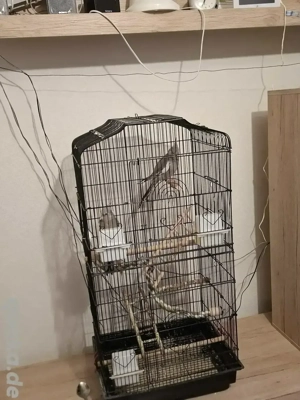 Nymphensittiche zu verkaufen 2 stück