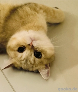 BKH Gold shaded Blau Augen 