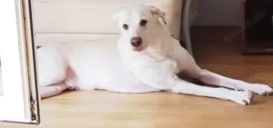 Hund sucht  Liebe zuhause 