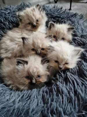 Süße kleine Heiligbirma kitten (abgabebereit)