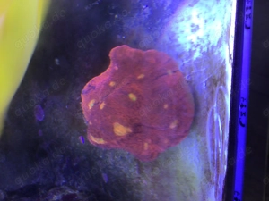 Koralle Chalice Bugatti